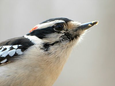 Downy Woodpecker Eating Peanut Butter