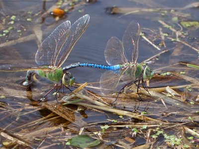 Common Green Darner Dragonflies