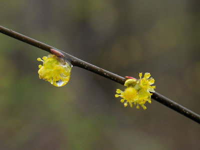 Spicebush Flowers with Raindrops