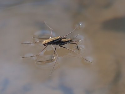 Water Skippers Mating