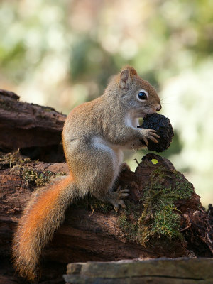 Red Squirrel with Black Walnut