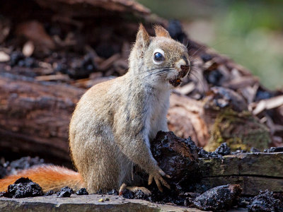 Red Squirrel with Black Walnut Lipstick