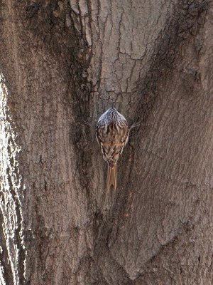 Brown Creeper