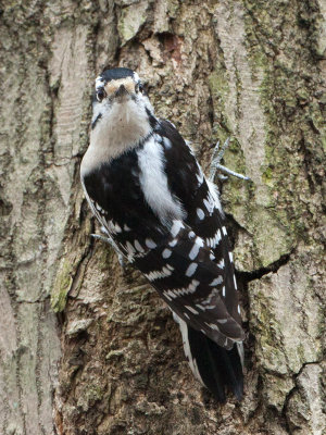 Downy Woodpecker Looking over It's Shoulder