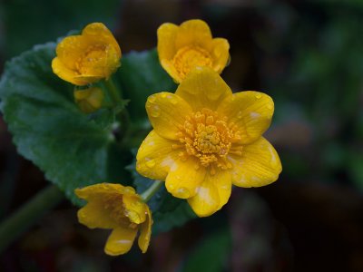 Marsh Marigold