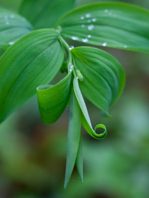 Hsairy Solomon's Seal