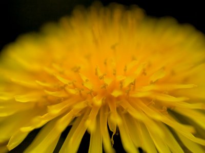 Dandelion