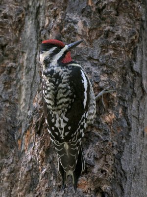 Yellow-bellied Sapsucker