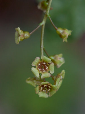 Garden Currant