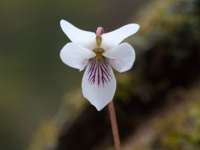 Sweet White Violet