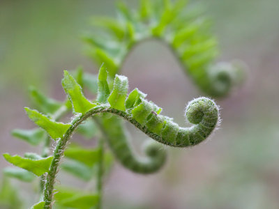 Christmas Fern Unfolding