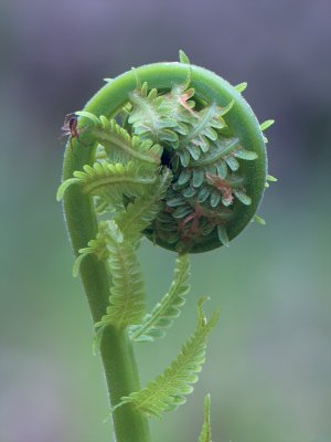 Ostrich Fern Unfolding