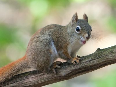 Red Squirrel