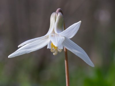 White Dogtooth Violet