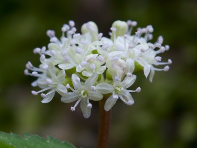 Dwarf Ginseng