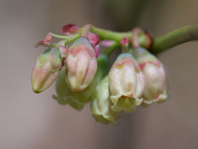 Early Low Blueberry