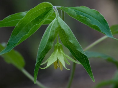 Yellow Fairy Bells