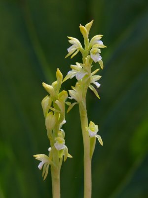 Early Coralroot Orchid