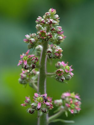 Swamp Saxifrage