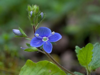 Persian Speedwell