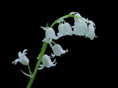 English Wood Hyacinth