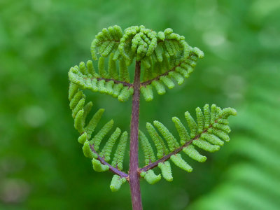 Royal Fern Fertile Frond Unfolding