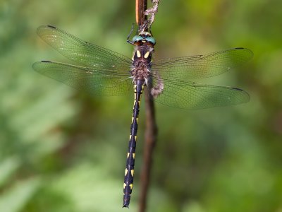 Delta-spotted Spiketail Dragonfly