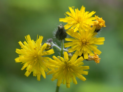 Field Hawkweed