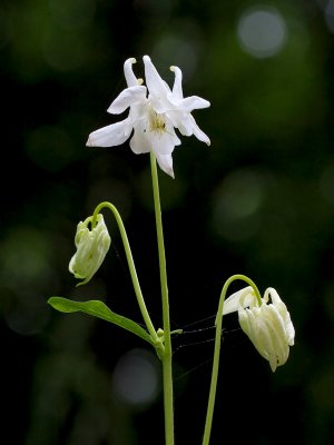 Columbine