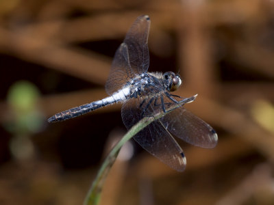 Frosted Whiteface Dragonfly