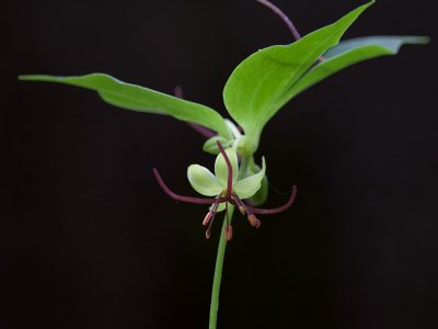 Indian Cucumber Root