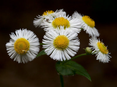 Common Fleabane