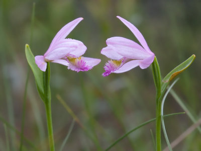 Rose Pogonia Orchids