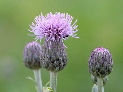 Canada Thistle