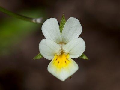 Field Pansy