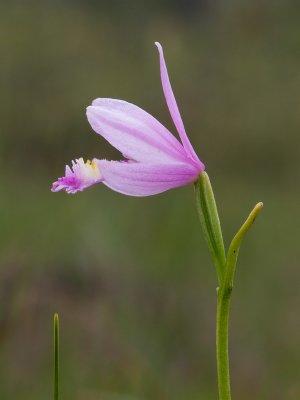 Rose Pogonia Orchid