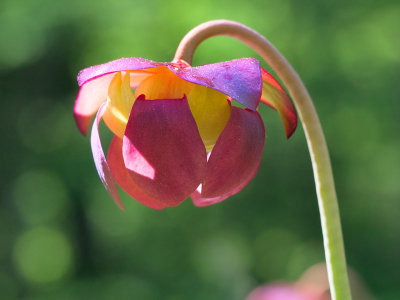 Pitcher Plant