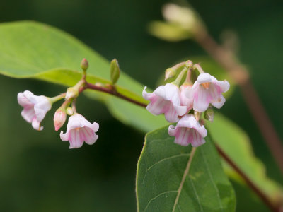 Spreading Dogbane