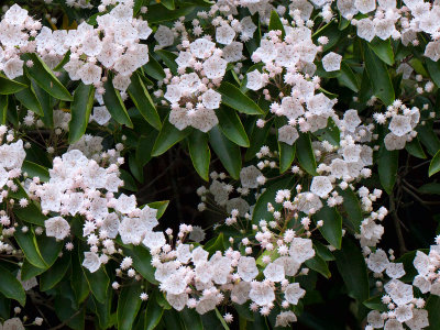 Mountain Laurel