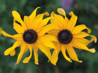 Black-eyed Susans