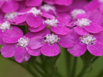 Yarrow