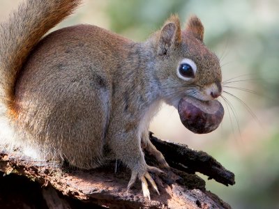 Red Squirrel