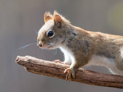 Red Squirrel