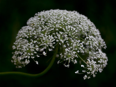 Queen Anne's Lace