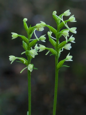 Club Spur Orchid