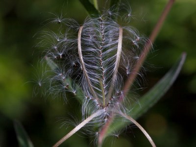 Northern Willow-Herb Seeds