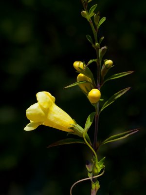 Yellow False Foxglove