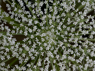 Queen Annes Lace