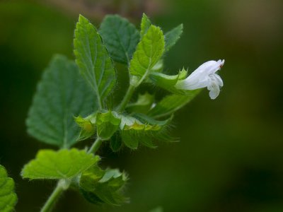 Lemon Balm