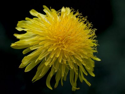 Field Sow Thistle